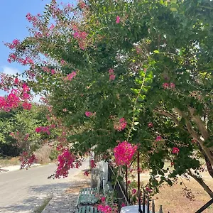 Aspasias Traditional
